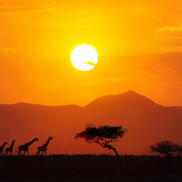 Swahili 1