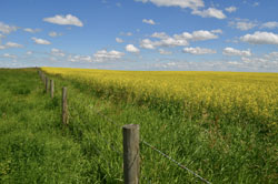 Canola fields near Calgary